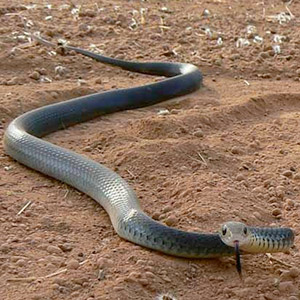 Lesser Black Whip Snake