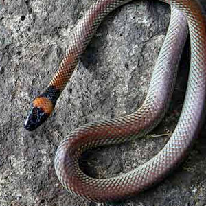 Red-napped Snake