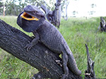 Lizards Of South East QLD