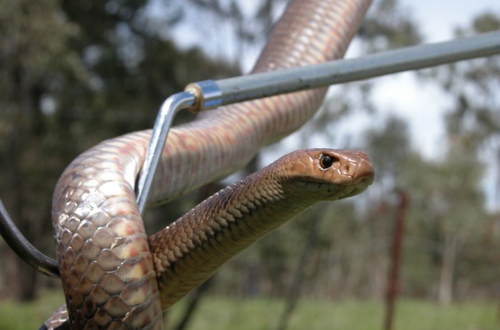 There’s a snake in my yard! Tips from a snake catcher