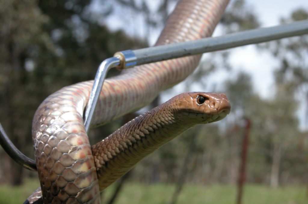 eastern brown snake held on hook by snake catcher-snakes found in yard