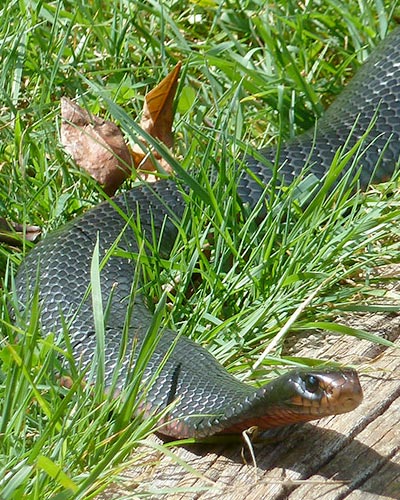 Snake removal of a Red-bellied Black snake