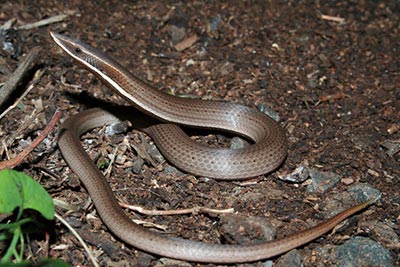 Burtons Snake lizard