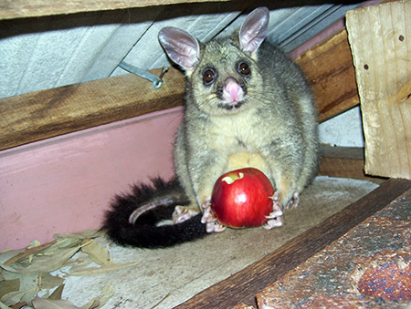 Common Brushtail In Roof