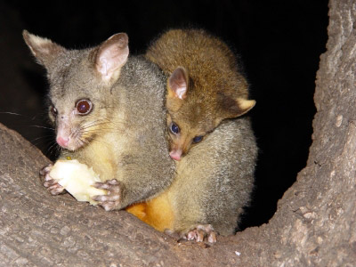 Common Brushtail With Young