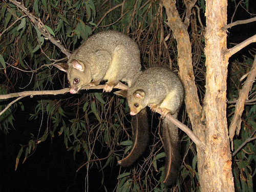 Common Brushtail possums in tree