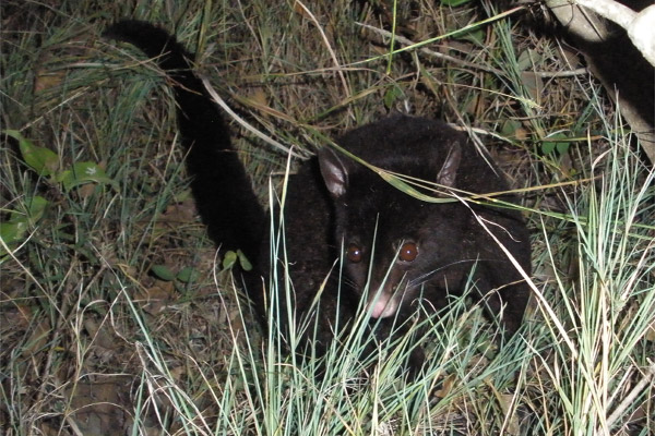 Mountian Brushtail possum on ground