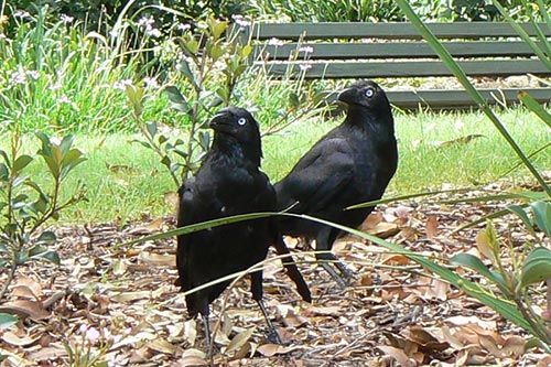 Pair of Crows