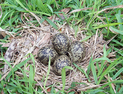 Masked Lapwing Nest With Eggs