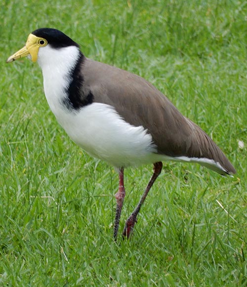 plover removal