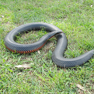 Ipswich Snake catchers Red Bellied Black Snake