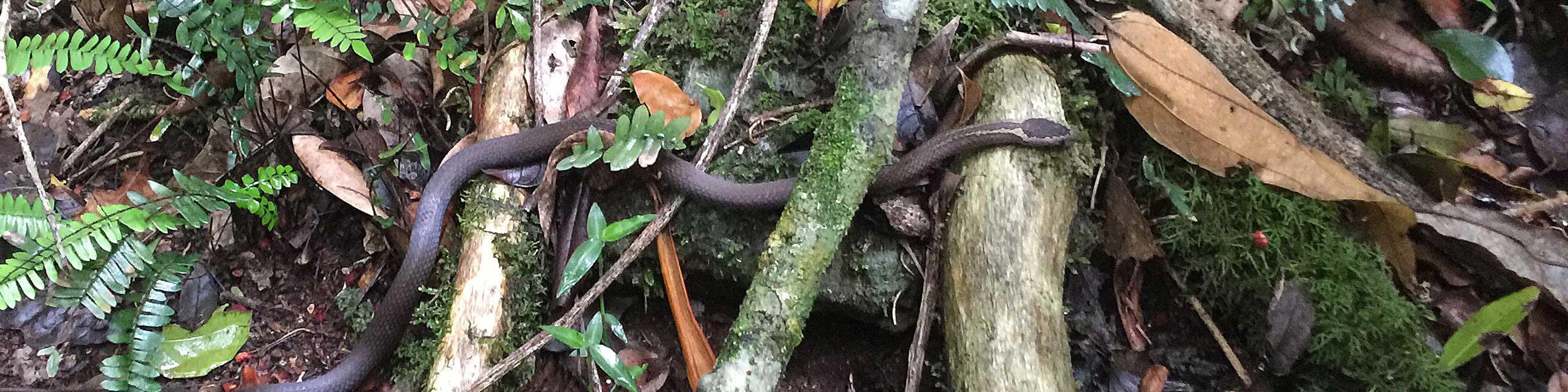 https://wildlifeqld.com.au/wp-content/uploads/2019/05/golden-crowned-bgr.jpg