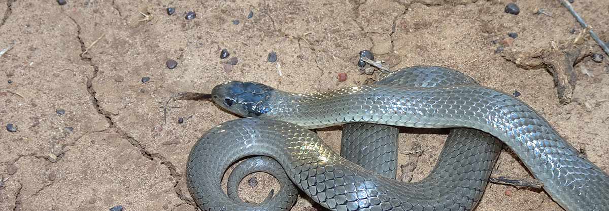 Grey Snake (Hemiaspis damelii), Grey Snake (Hemiaspis damel…