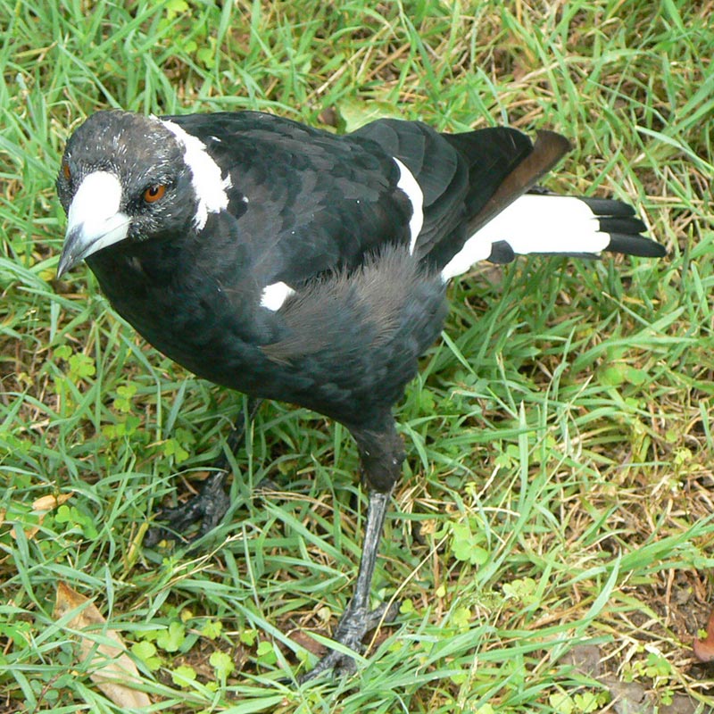 Bird removal of Australian Magpie's