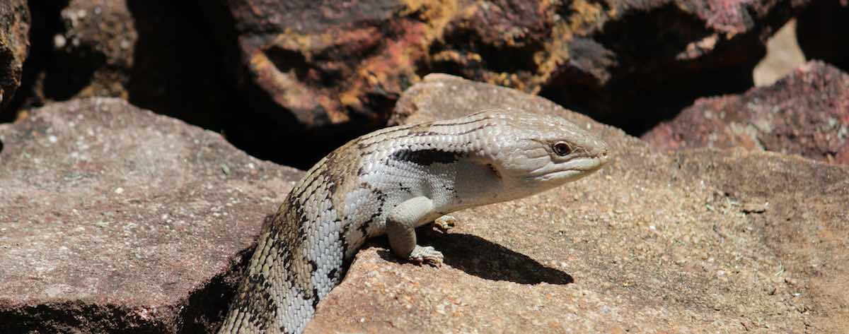 Reliable Eastern Blue Tongue lizard advice & Management 24/7