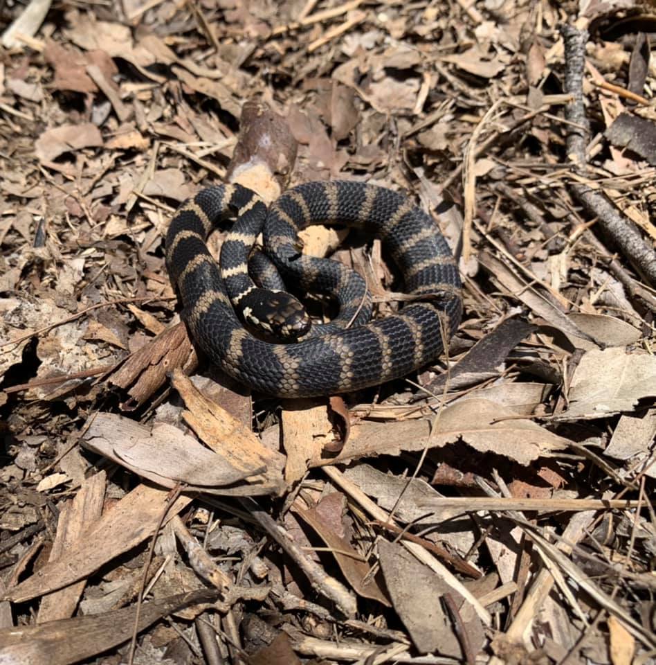 Stephens Banded Snake-what to do when you find a snake