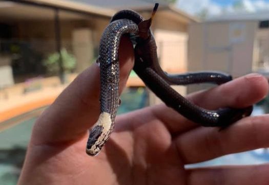 white crowned snake pulled from pool skimmer filter box