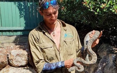 A day in the life of a snake catcher