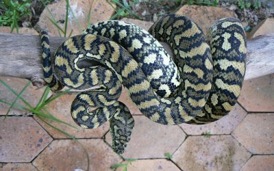 Powerful coastal carpet python (Morelia spilota) demonstrates concertina locomotion