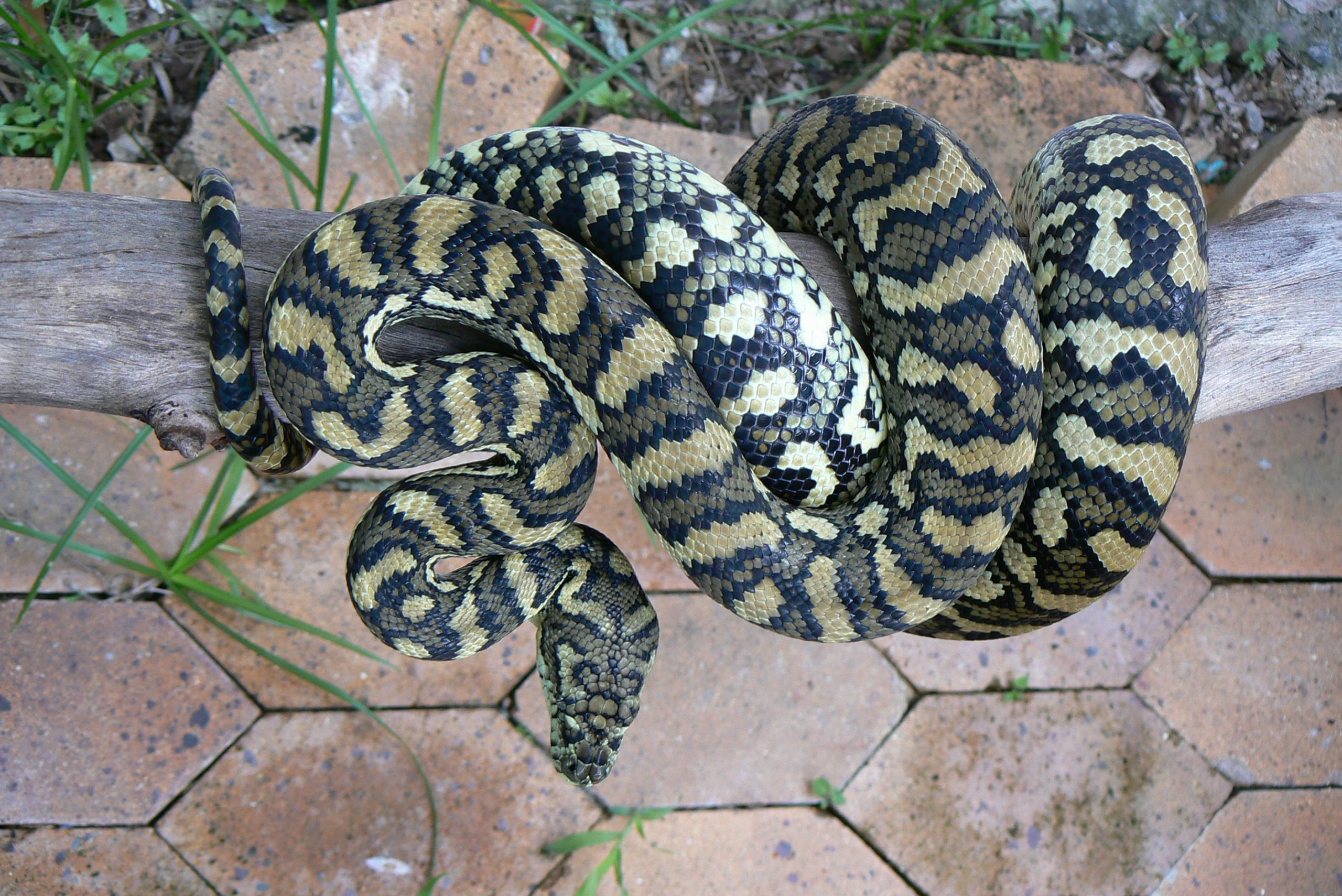Coastal Carpet Python (Morelia spilota)