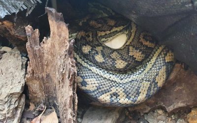 Jasmine the secretive carpet python from Chapel Hill