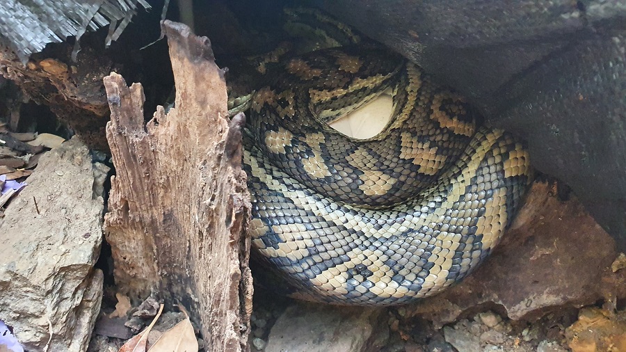 python coiled around eggs in chapel hill