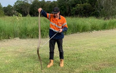 A day in the life of a snake catcher