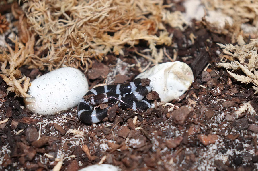 Oviparous bandy bandy snakes emerging from eggs