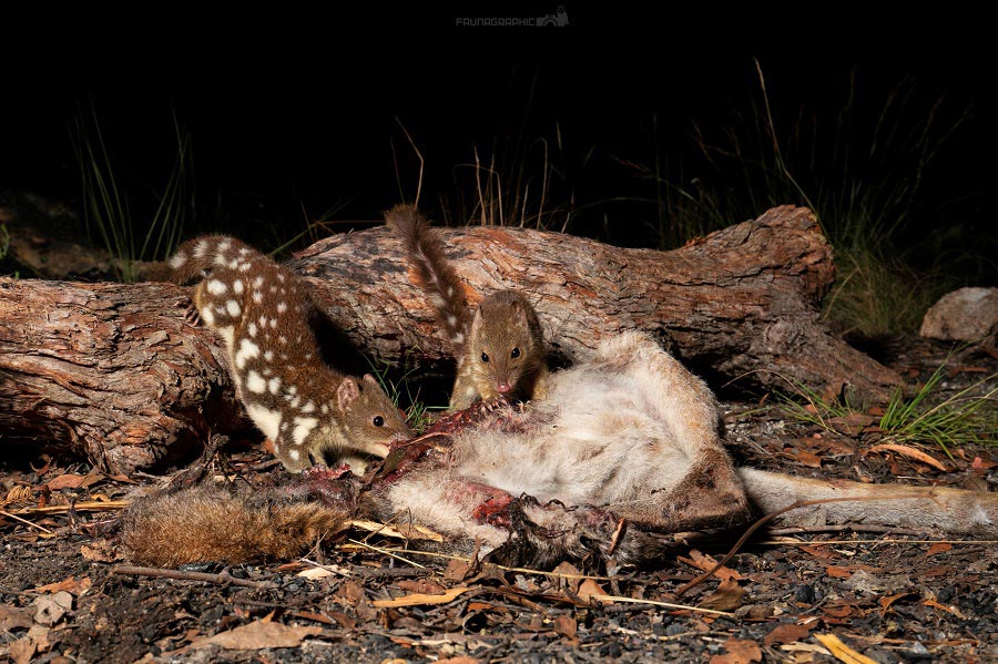Discovery of spotted-tail quoll poo excites conservationists