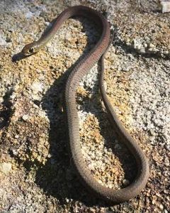 Yellow-Faced Whip snake