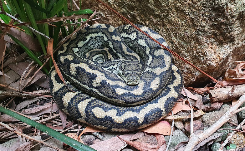 carpet python in Brisbane hibernation?