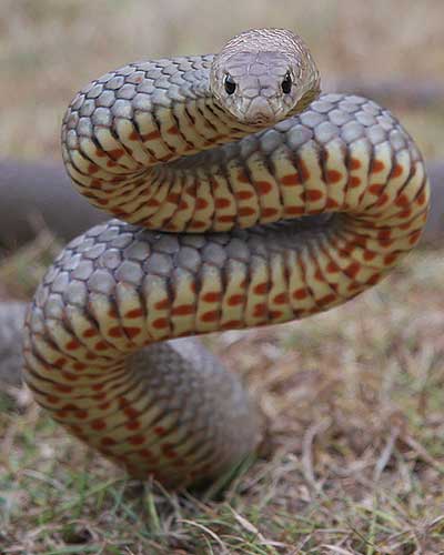 Eastern Brown snake