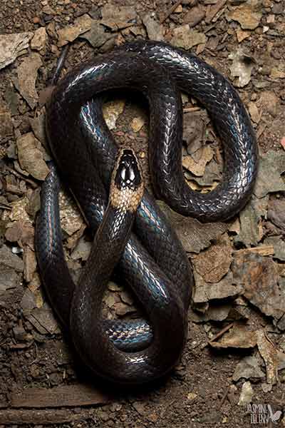White-crowned Snake