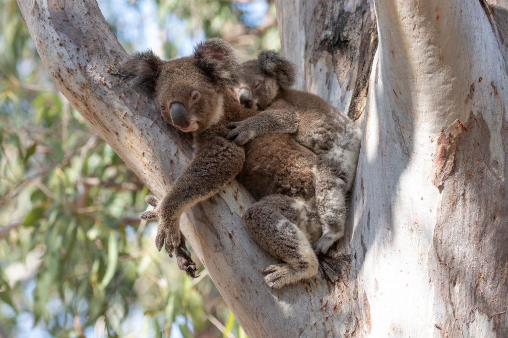 Koala Stradbroke Island Brisbane 