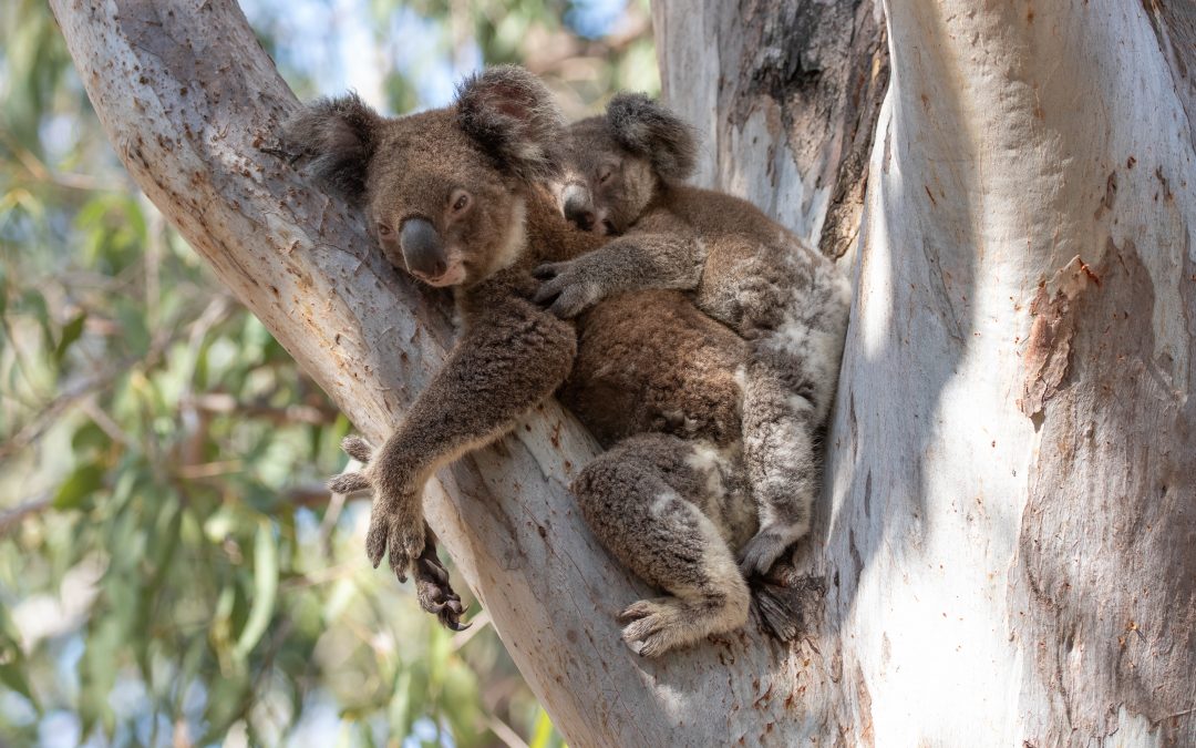 Carpet python predation on koalas in South East Queensland