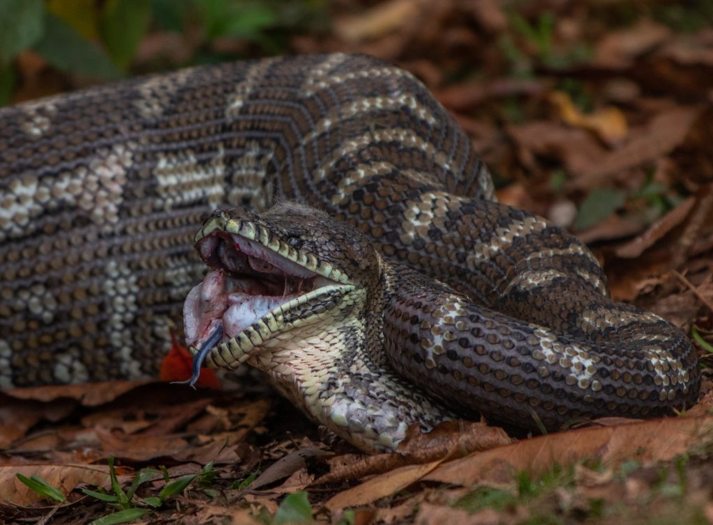 Carpet python eating a pademelon