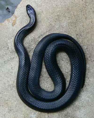 Eastern Small-eyed snake