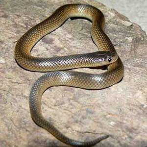 Carpentaria Whip Snake