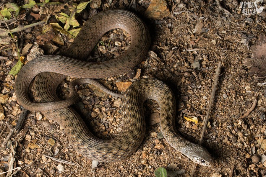 A case of mistaken identity, how to identify a harmless keelback snake