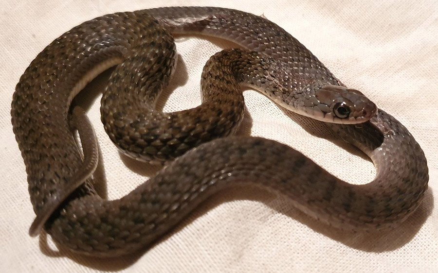 A young keelback snake