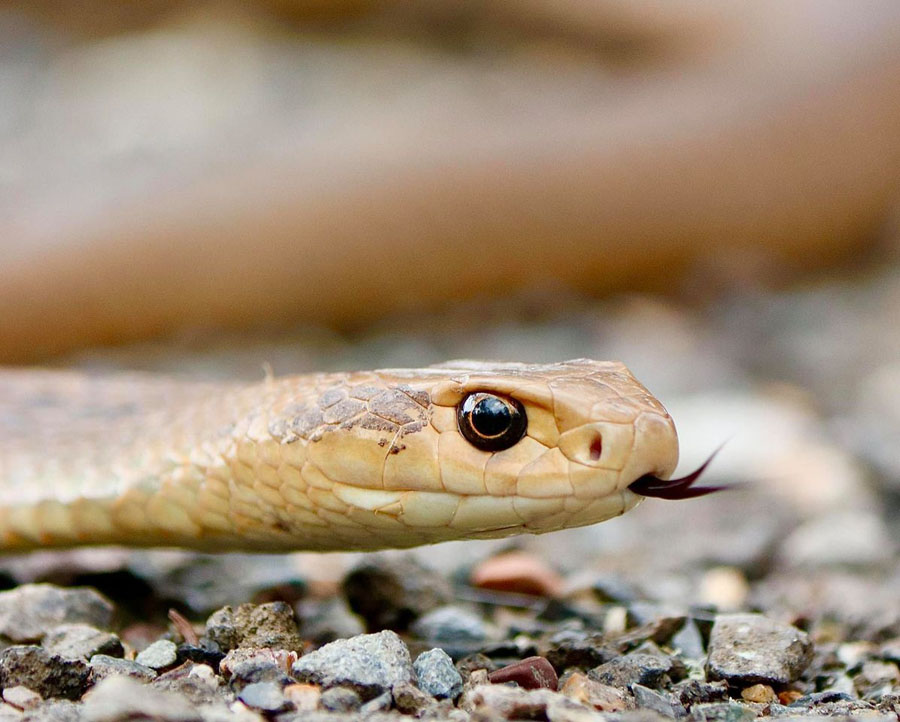 Brown Snake on the ground discover