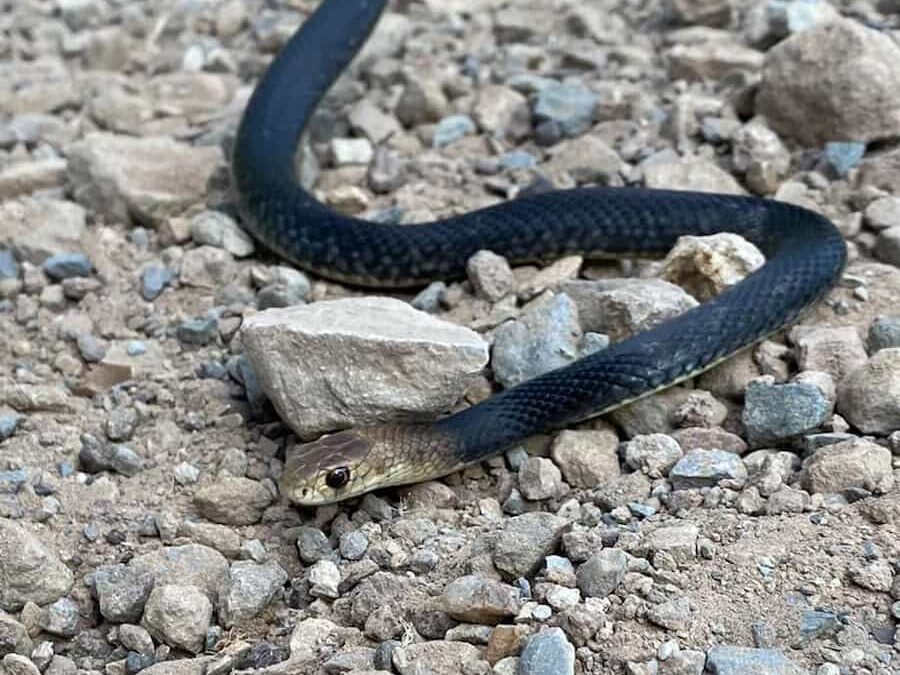 Beautiful black Eastern Brown Snake