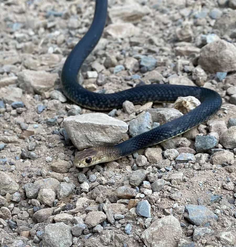 Dark black Eastern Brown Snake