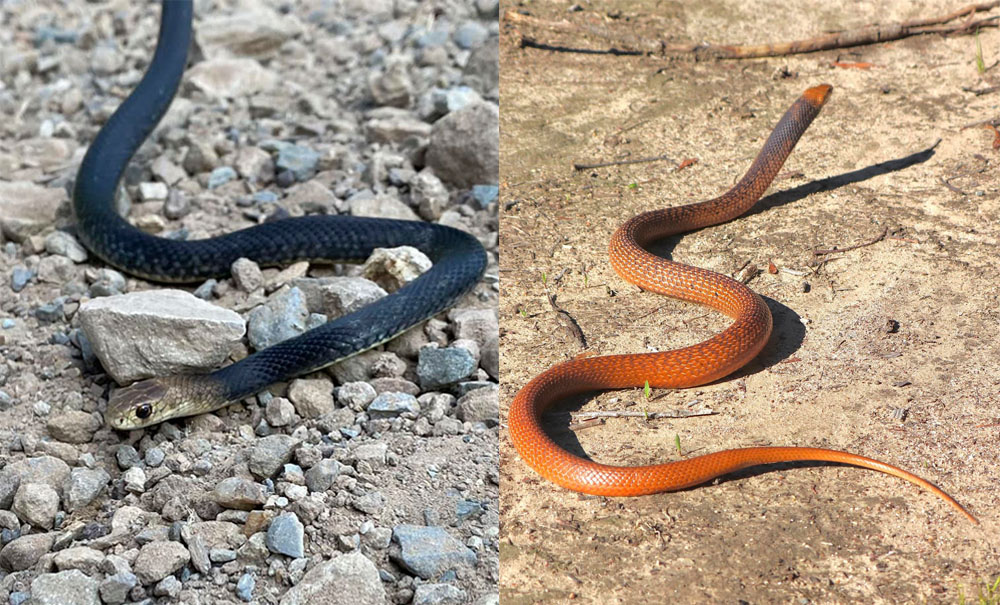 Two Eastern Brown Snakes with extreme colour variation