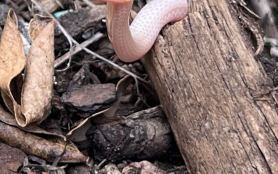 Intriguing Find: 1 Case of Albinism in a Crowned Snake