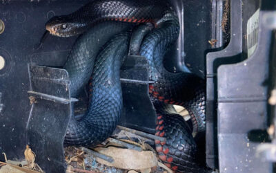 Freed: 1 Happy Red Bellied Black Snake