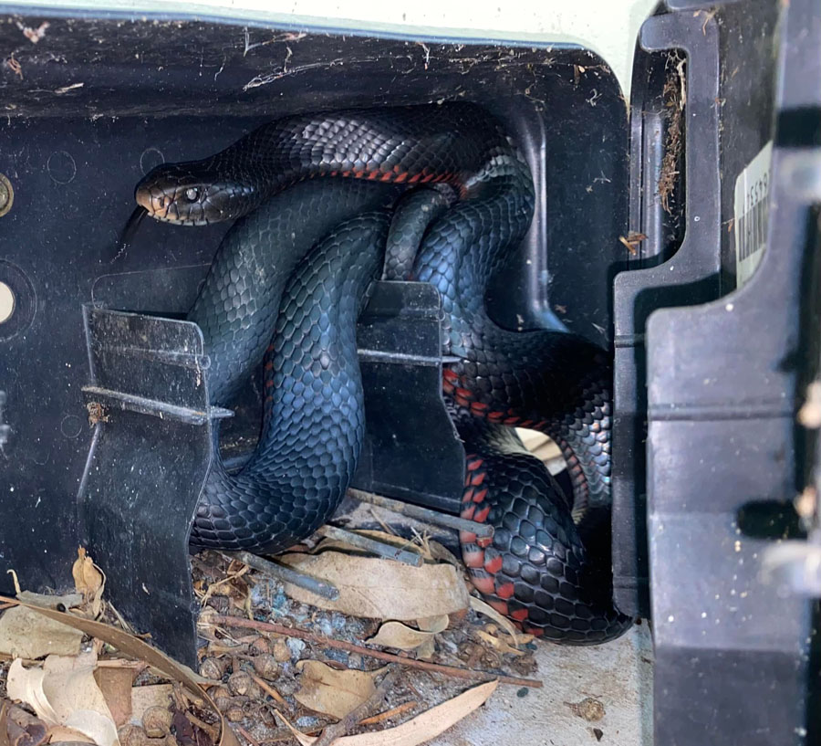 Freedom-a red bellied black snake caught in a rat trap