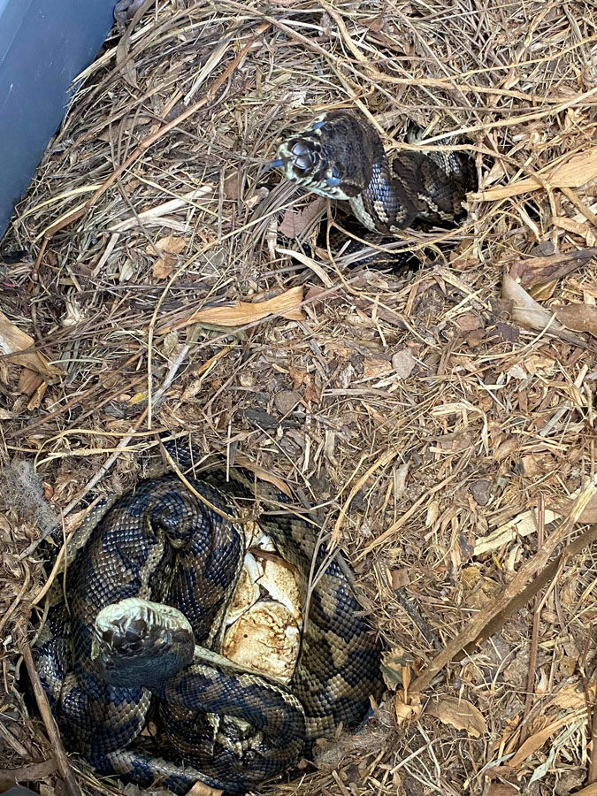 3 pythons and their eggs in a compost bin