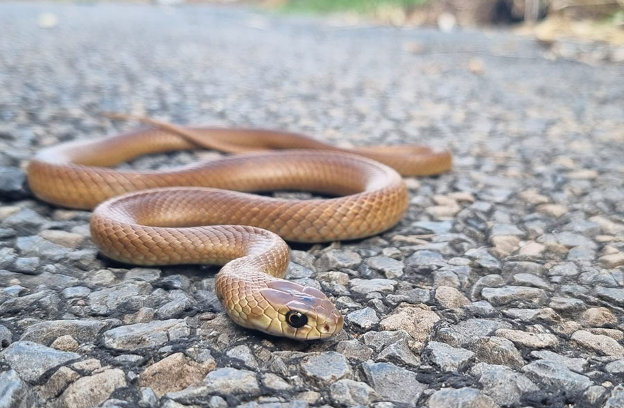 Eastern Brown Snake juvenile on bitumen