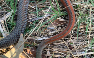 1 Gorgeous Copper Coloured Yellow-Faced Whipsnake